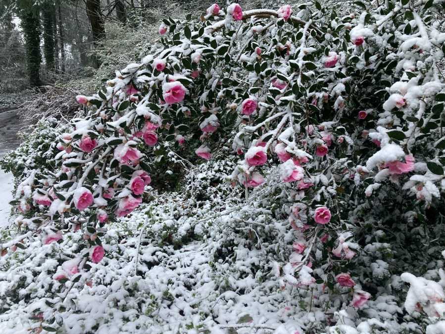 Poem: Winter’s Sting